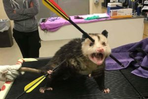 Read more about the article Opossum Survived After Being Shot By 2 Arrows